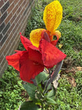 1 Cleopatra Canna Lily Rhizome Bulbs ÒRed & Yellow BloomsÓ Lily