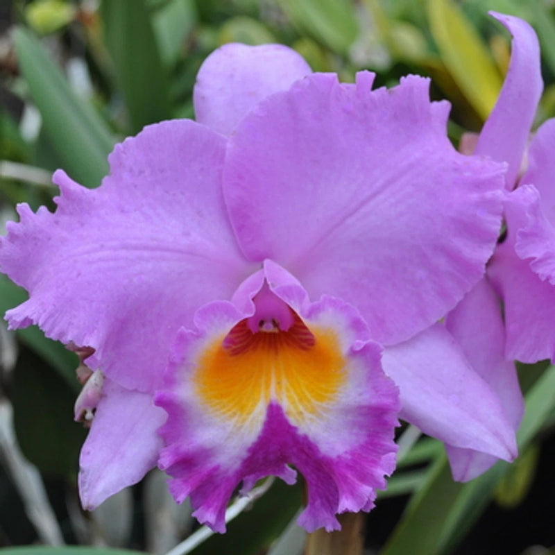 (686-1) Rlc.Volcano Spring 'Volcano Queen'     MS   Fragrant Orchids