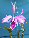 Laelia Ratina X Cattleya maxima Pink White Yellow Orchid Eros Hybrid 2Ó Pot Orchids