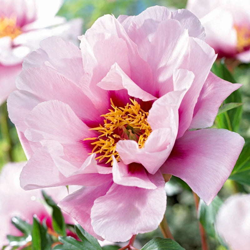 Garden State Bulb Cora Louise Itoh Peony Flower Bulbs, Spring Planting Garden Plants