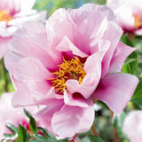 Garden State Bulb Cora Louise Itoh Peony Flower Bulbs, Spring Planting Garden Plants
