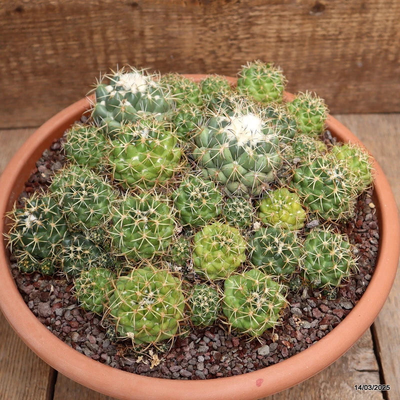 Potted Coryphantha elephantidens cactus, green spiny succulent in terracotta pot