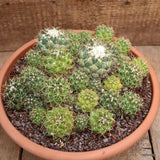 A2741 CORYPHANTHA ELEPHANTIDENS pot28-H11-W26 cm MaMa Cactus Green Plant