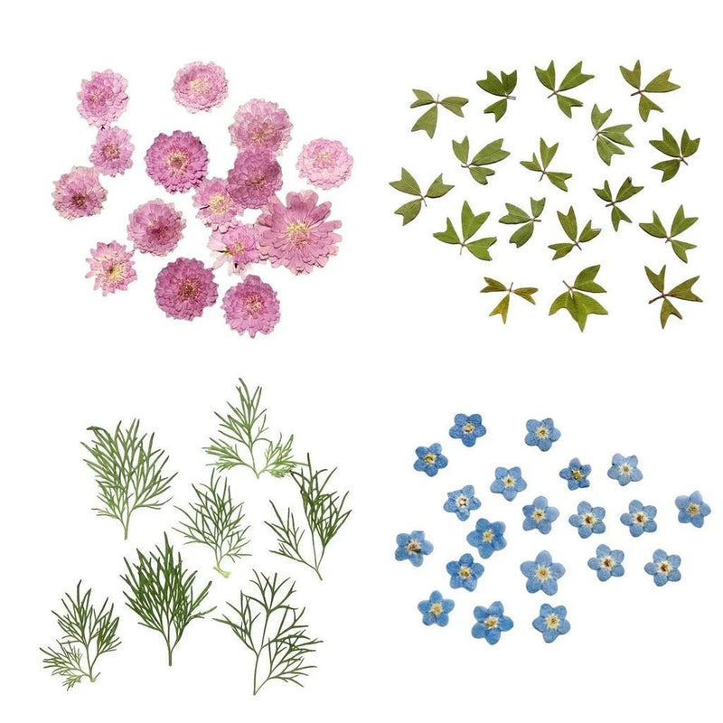 0Pcs Small Pressed Real Dried Flowers Leaves DIY Album Dried Flower