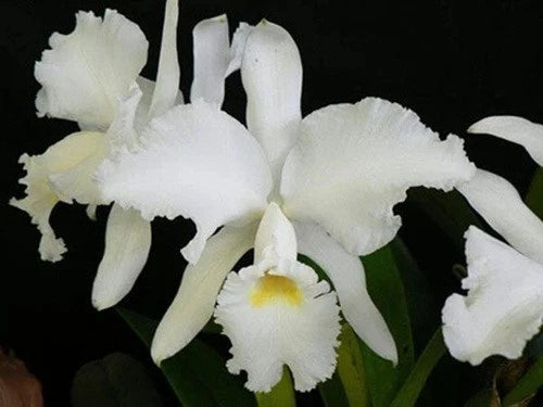 White Cattleya orchid species flowers with curved petals and yellow center