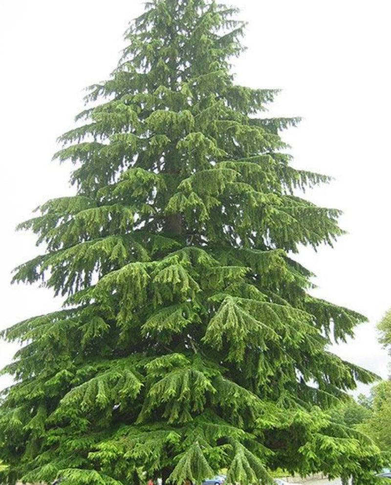 (3) APPALACHIAN MOUNTAIN  EASTERN HEMLOCK  / 4-5 Yr Old Trees ! ! Green Plant