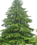 (3) APPALACHIAN MOUNTAIN  EASTERN HEMLOCK  / 4-5 Yr Old Trees ! ! Green Plant