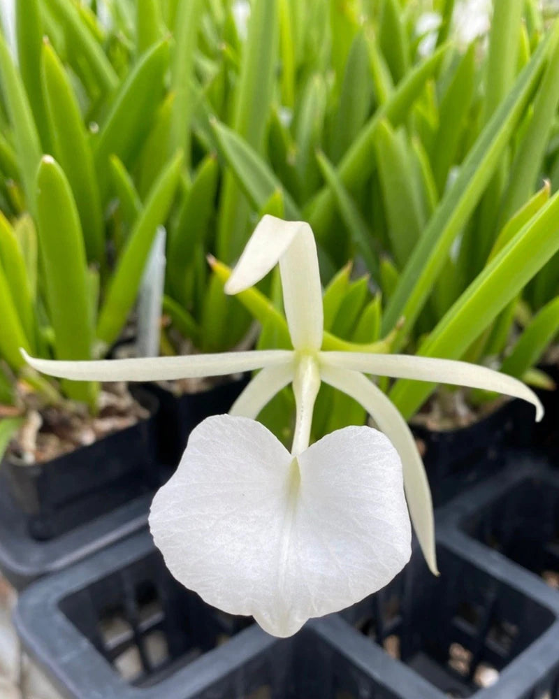 Brassavola orchid flower with white petals and pale green center