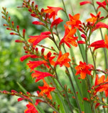 Easy to Grow  Crocosmia Red/Orange Hot Mix 10+ Plant Bulbs Spring Summer Flower Flowering Plants