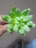 Artificial Succulent Plants, Mini Unpotted Faux Brand New (Fast ship) (6 Pcs) Green Plant