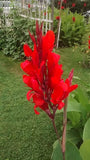 25 TALL RED Canna Indica Lily SEEDS~~HEIRLOOM~HUMMINGBIRDS LOVE! FREE SHIPPING Lily