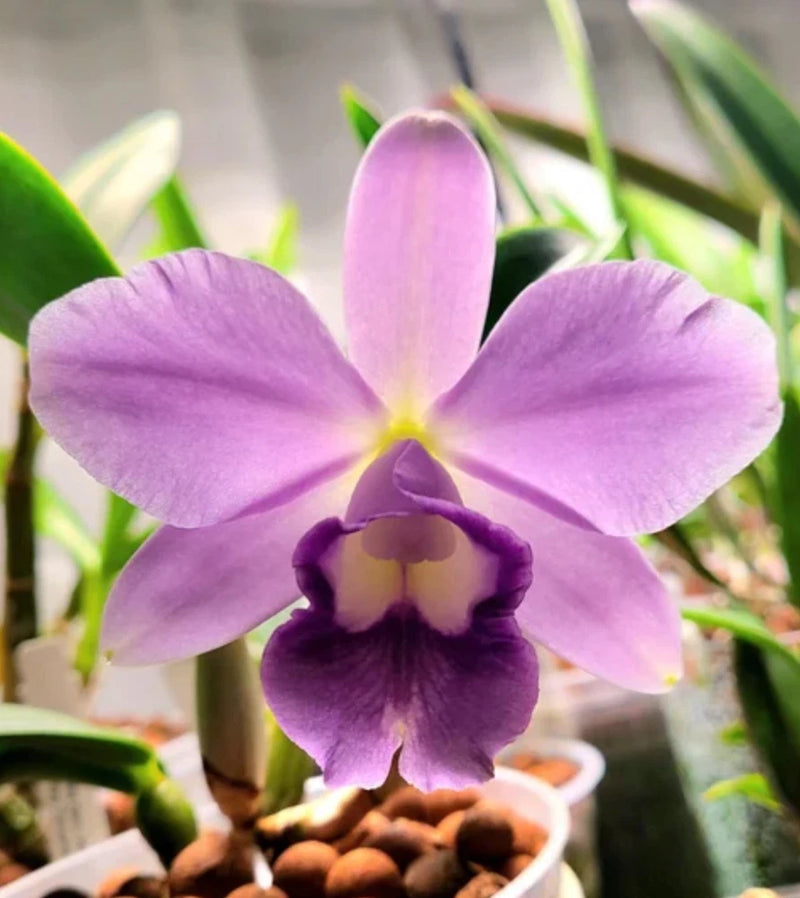 Purple orchid bloom with five petals and a dark center lip