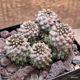 D3216 COPIAPOA TENUISSIMA pot12-H8-W11 cm MaMa Cactus Green Plant