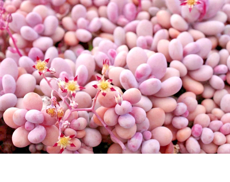 Graptopetalum Amethystinum  succulent rare mesembs flowering plant 100 SEEDS Flowering Plants