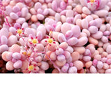 Graptopetalum Amethystinum  succulent rare mesembs flowering plant 100 SEEDS Flowering Plants