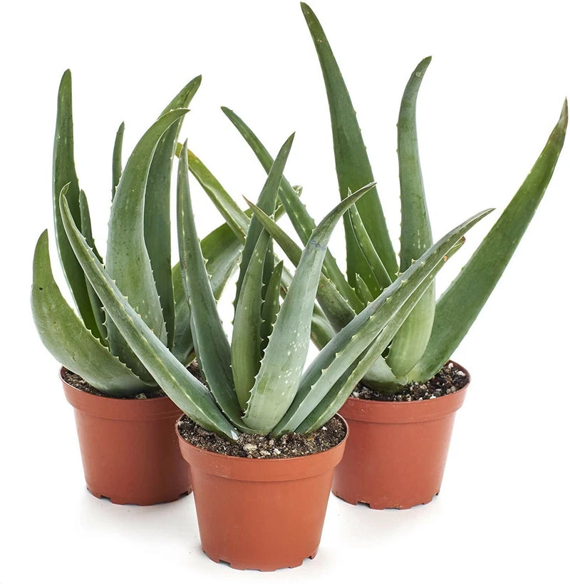 5"-10" Aloe Vera Live Plant Organic Rooted Succulent Pups Flowering Barbadensis Orchids