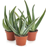 5"-10" Aloe Vera Live Plant Organic Rooted Succulent Pups Flowering Barbadensis Orchids