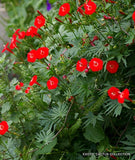 EXOTIC IPOMOEA SLOTERI @@ cardinal climber morning glory flowering seed 20 seeds Orchids