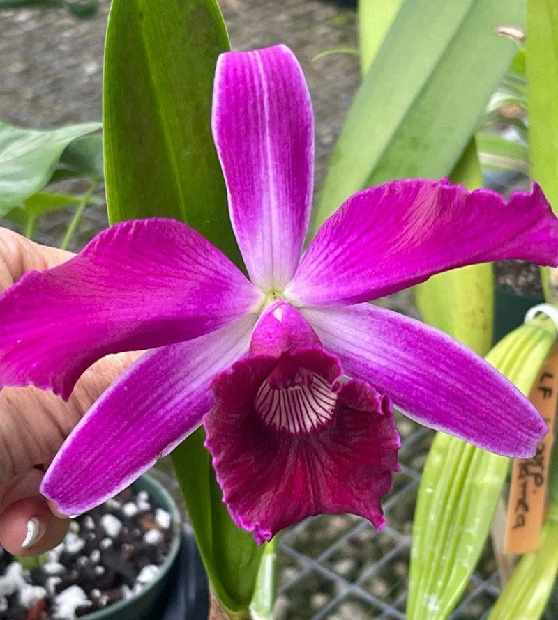 Vibrant purple Laelia orchid bloom with striped petals and ruffled center