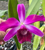 Orchid live Laelia purpurata var. flamea - bare root Orchids