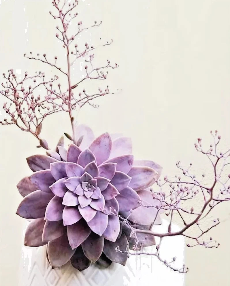 Graptopetalum Pentandrum exotic succulent rare mesembs flowering plant 100 SEEDS Flowering Plants