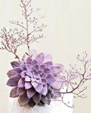 Graptopetalum Pentandrum exotic succulent rare mesembs flowering plant 100 SEEDS Flowering Plants