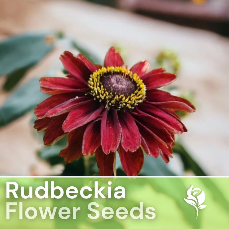 Cherry Brandy Rudbeckia Seeds 125+ Seeds Annual Flower Seeds Garden Garden Plants
