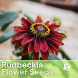 Cherry Brandy Rudbeckia Seeds 125+ Seeds Annual Flower Seeds Garden Garden Plants