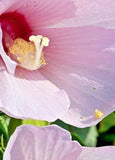 25 GREAT ROSE MALLOW SEEDS - hibiscus grandiflora Garden Plants