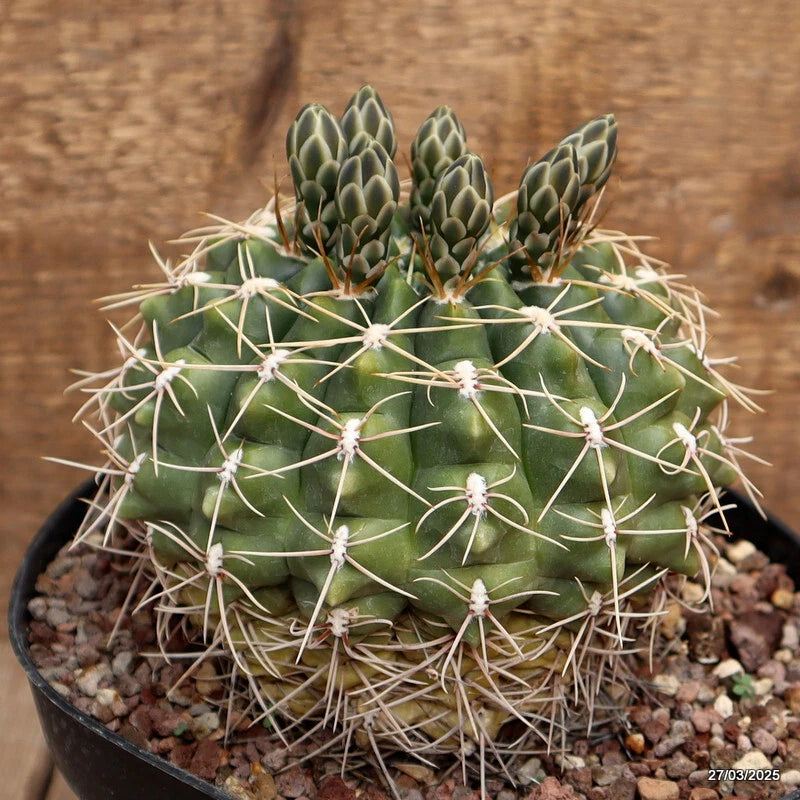 Potted green gymnocalycium cactus with ribbed body and long white spines in gravel