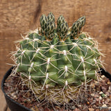 A9985 GYMNOCALYCIUM QUELIANUM pot18-H13-W14 cm MaMa Cactus Green Plant