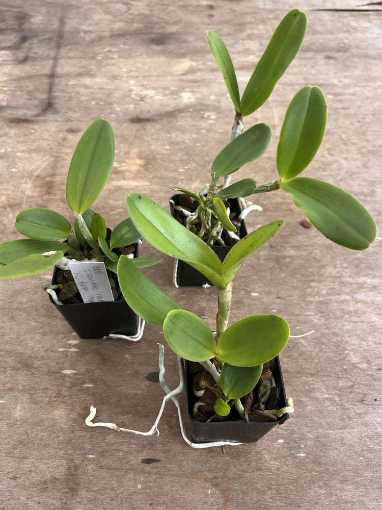 Cattleya Caudebec ÔFuerteÕ x C. Benin ÔMajorÕ 2Ó Seedling Orchids
