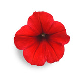 Red Petunia Complete Seed Pods w Plant Food for Click & Grow & Outdoor Gardens Garden Plants