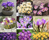 25pc CROCUS SAFFRON SEEDS Garden Plant Flower exotic USA seller FREE shipping Garden Plants