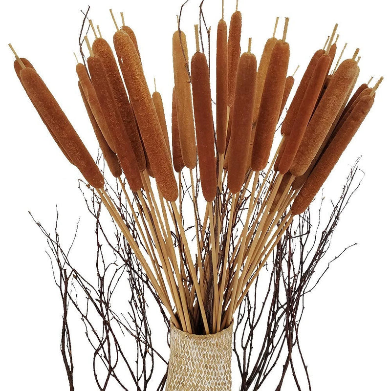 40 Pcs Dried Natural Cattails Jumbo Dried Flowers for Floral Arrangement Wedd... Dried Flower