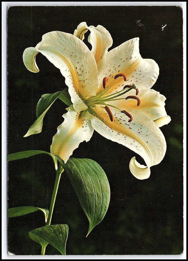 Vtg White Yellow Lily Flower Postcard 1970s Austria Posted Germany Flora... K109 Lily