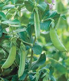 PEA SEED, EARLY ALASKA, HEIRLOOM, NON GMO, 500+ SEEDS, GREAT PEAS Garden Plants