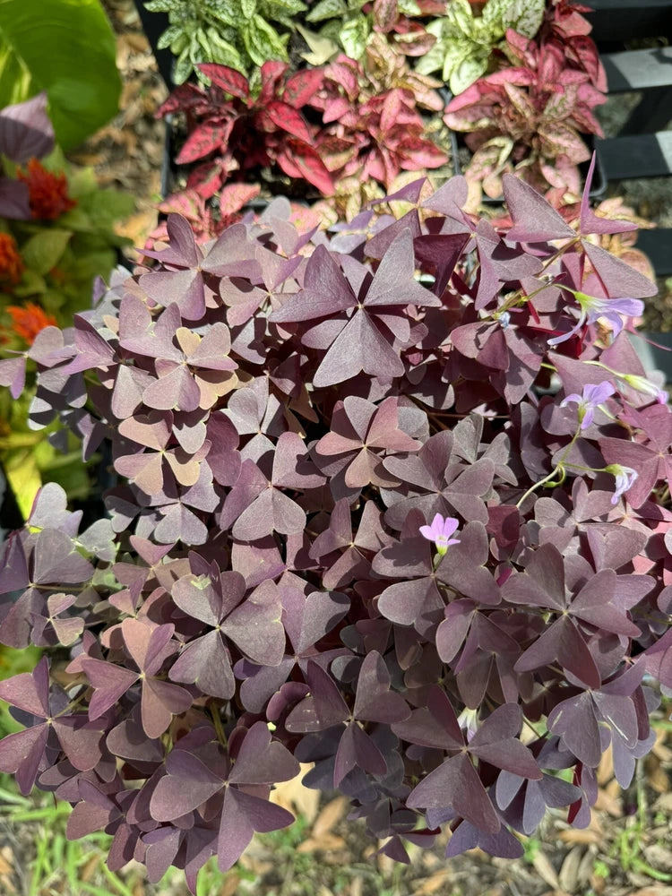 Oxilis Plant Orchids
