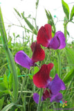 50+ Cupani Sweet Pea Seeds for Garden Planting - USA - FREE SHIPPING! Garden Plants