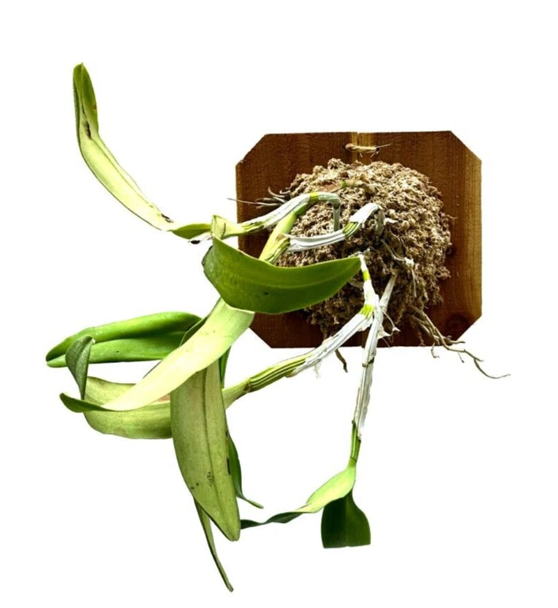 Wood-mounted orchid with green leaves and exposed roots on a dark wooden mount