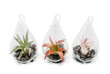Set of 3 Red Hot Teardrop Terrariums with Tillandsia Air Plants - Easy Care Green Plant