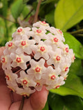 Hoya carnosa Plant  (White Flowers) - Wax Vine - Fragrant Heirloom Vine Orchids
