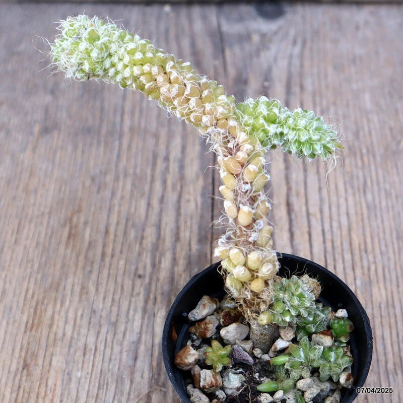 Cactus green succulent in black pot with pebble soil and fuzzy branching growth
