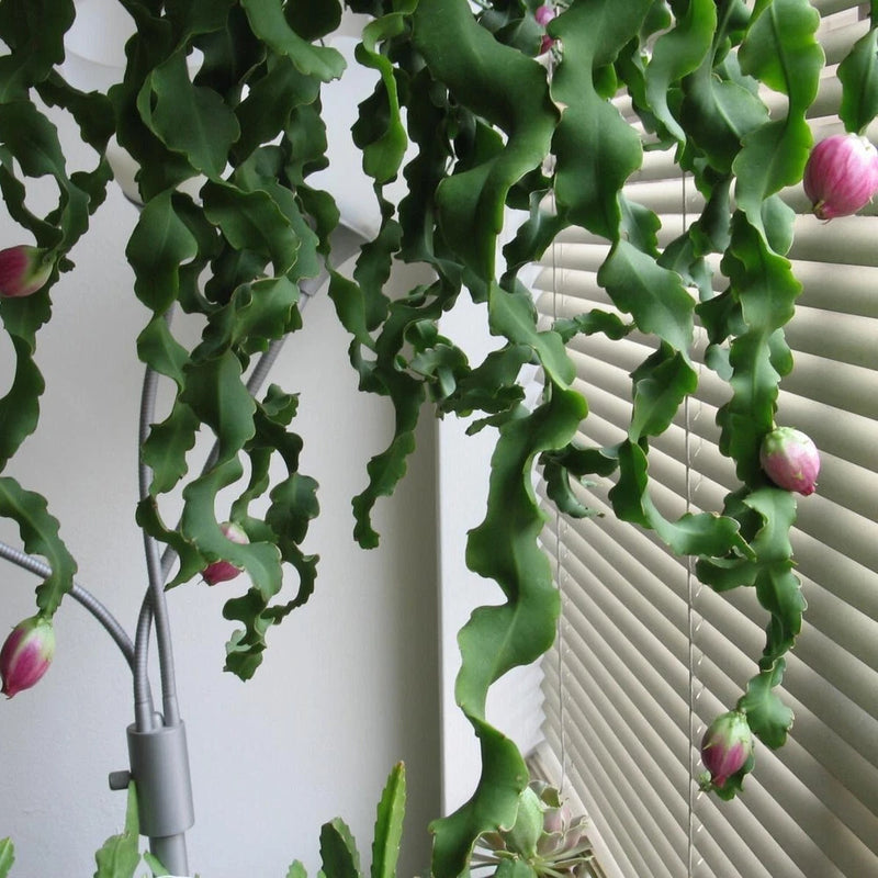 Curly locks orchid cactus succulent live plant with curled green stems and pink buds