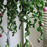 Set of 2 Epiphyllum Curly Locks Orchid Cactus Succulent Live Plant  2in pot Orchids