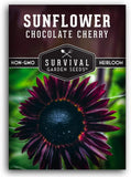 Chocolate Cherry Sunflower Seeds Rare Burgundy Black Blooms, Heirloom Flower - Sunflower