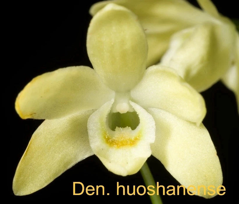 Pale yellow orchid bloom with five petals and central lip