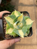 2PCS Yellow Verschaffeltii Succulent Plant Agave PotatorumAgavaceae Garden Garden Plants
