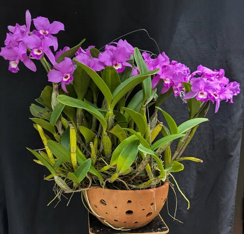 Purple Guarianthe skinneri orchid plant in terracotta pot with green leaves