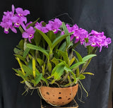 Exquisite Superior Specimen Guarianthe skinneri Ð 50 Bulbs Ð FCC Lineage Ð IN BL Orchids
